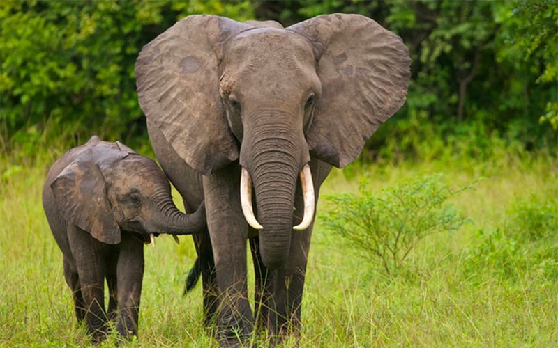 Drive - Lake Manyara Park